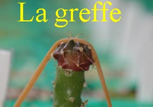 La greffe