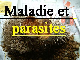 Maladie et parasites