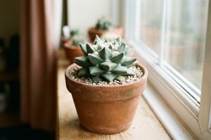 Ariocarpus retusus